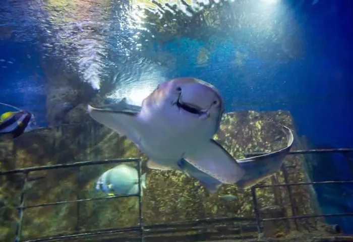 Albatross Сент-Полс-Бей