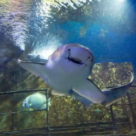 Albatross St. Paul's Bay